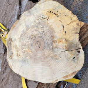 23-32" Ash Wood Slices - Ideal for Epoxy Projects