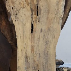 Spalted Maple Slab – Unique Grain Patterns for Artistic Creations