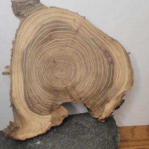 Kiln-Dried oak Wood slices – Premium Cuts for Charcuterie Boards, Woodworking & Resin Projects